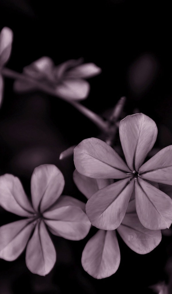 Серые цветы на черном фоне