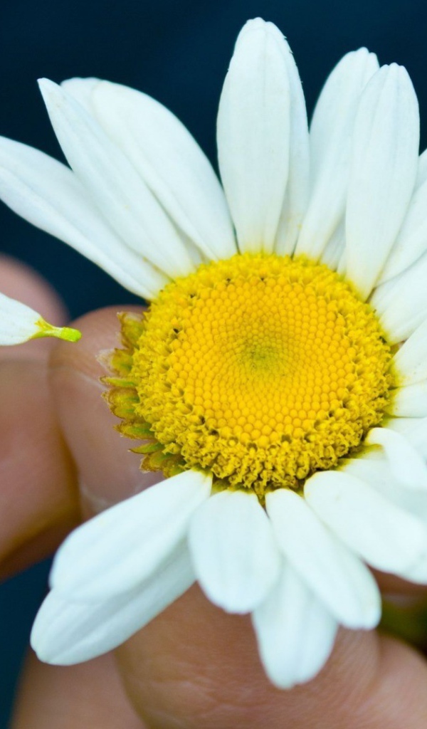 Гадание на цветке ромашки