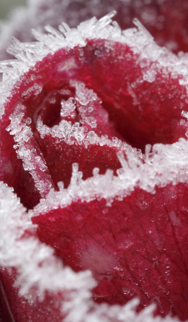 Иней на лепестках розы