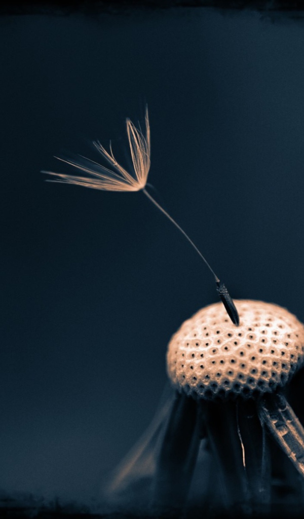 Последний зонтик на одуванчике