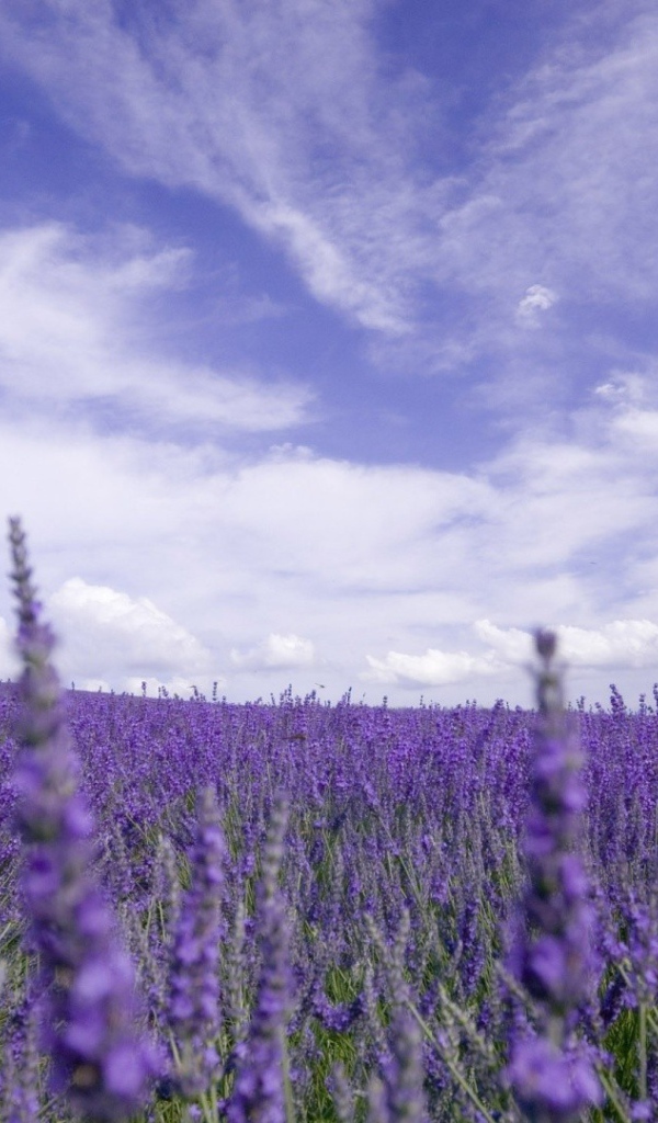 Цветы лаванды под облачным небом