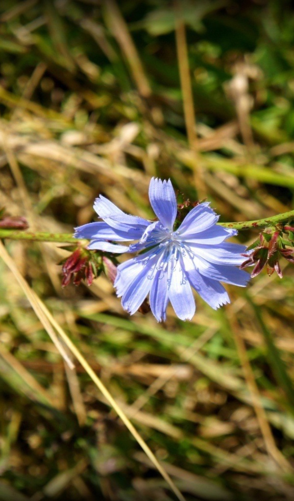 Одинокий голубой цветок цикория