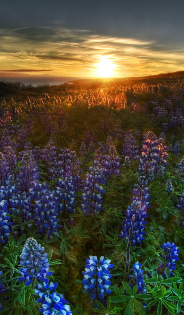 Люпин цветет на закате