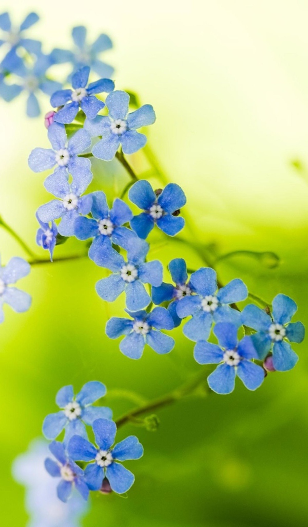 Незабудки на зеленом фоне