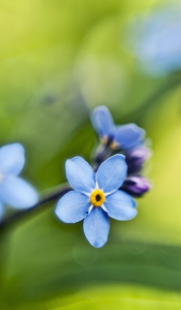 Незабудки на зеленом листе