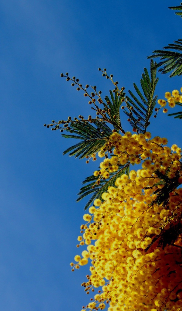 Цветы мимозы на фоне неба