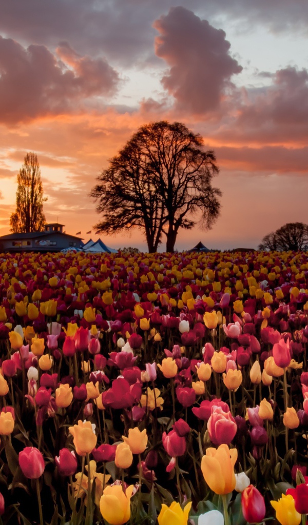 Смешанное поле с желтыми и розовыми тюльпанами