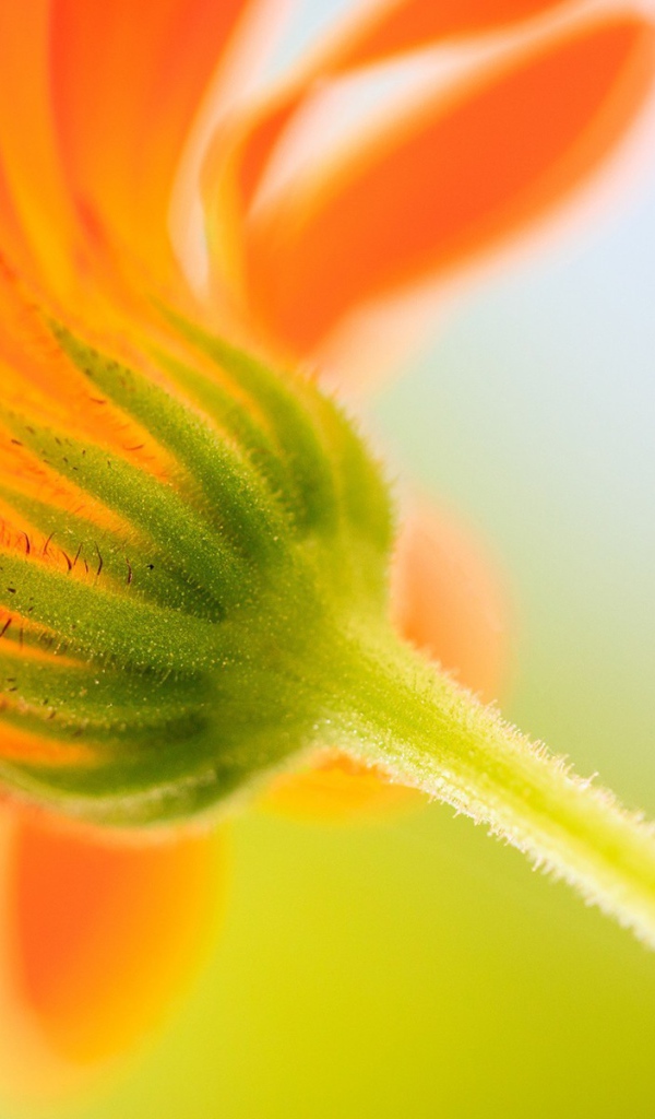 Бутон оранжевого цветка