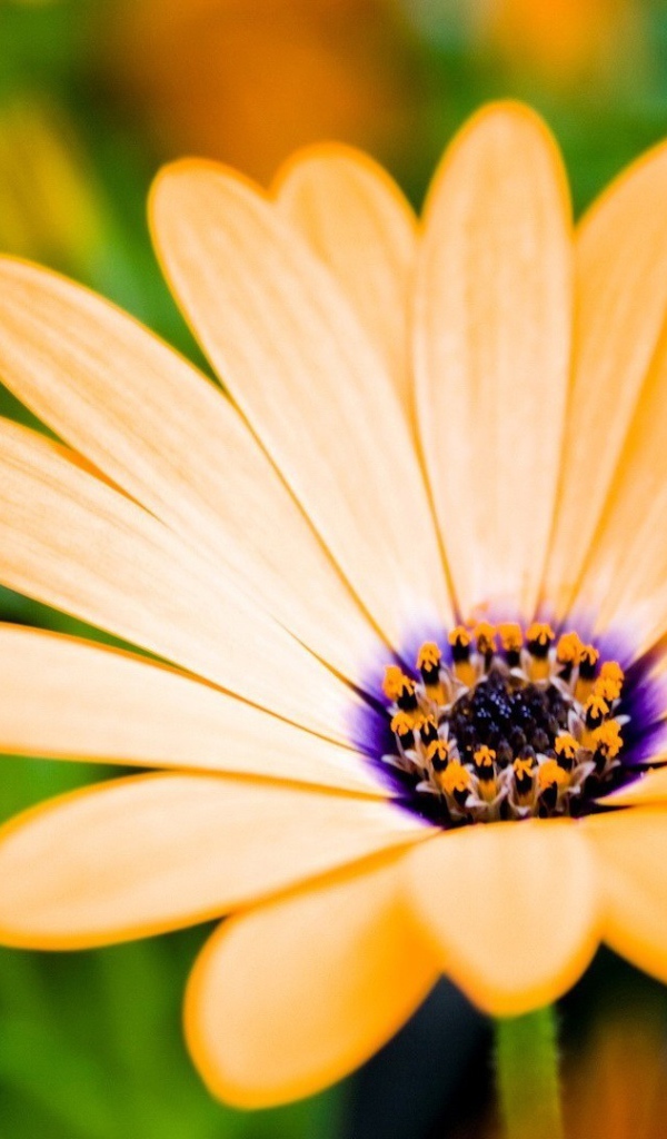 Оранжевый цветок распахнул бутон навстречу солнцу