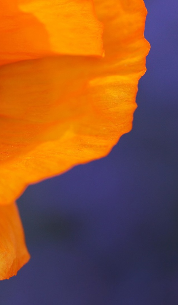 Оранжевый цветок на голубом фоне