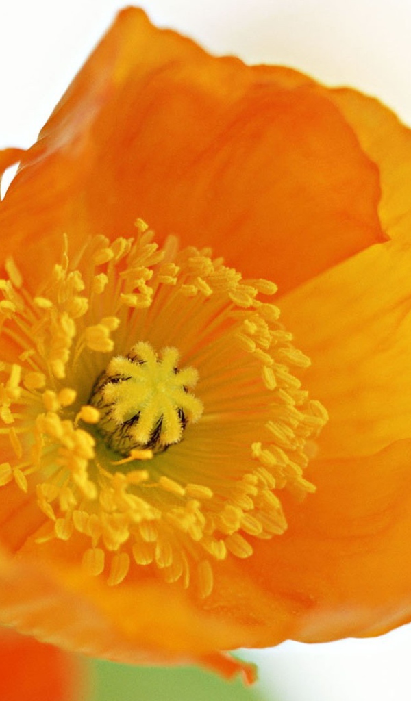 Оранжевый цветок на белом фоне