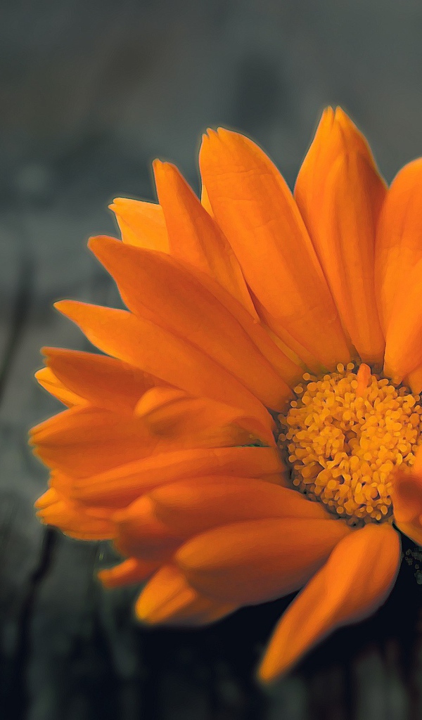 Оранжевый цветок на деревянной доске