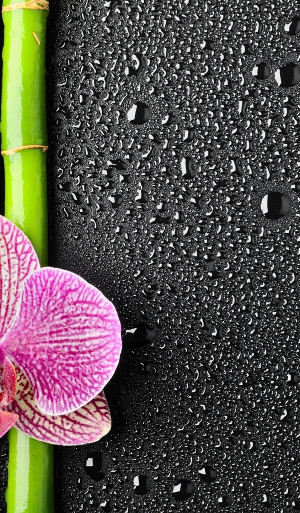 Орхидея на бамбуковых палочках