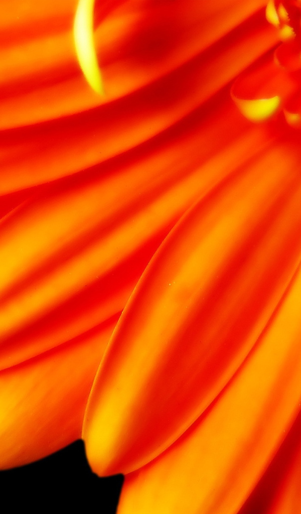 Лепестки оранжевого цветка