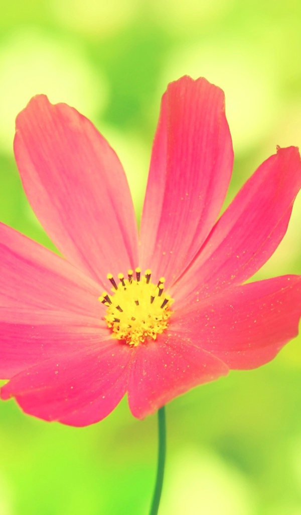 Розовая ромашка на зеленом фоне