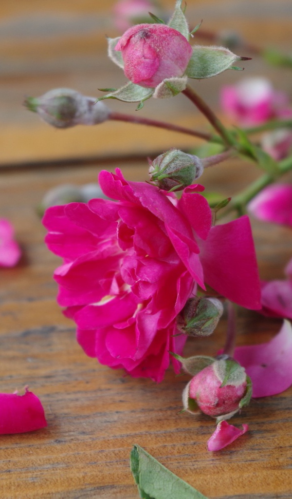 Розовый цветок среди лепестков на деревянной поверхности