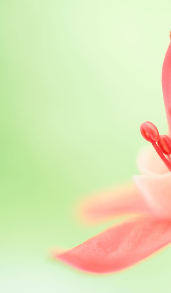 Тычинка розового цветка