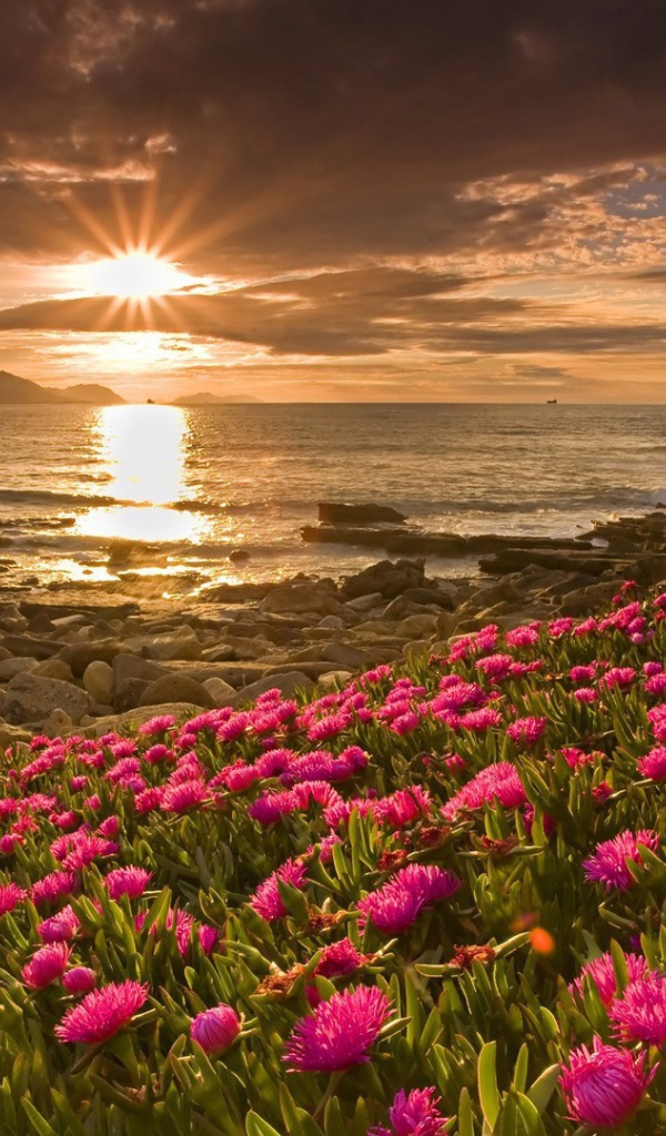 Розовые цветы у берега моря на закате