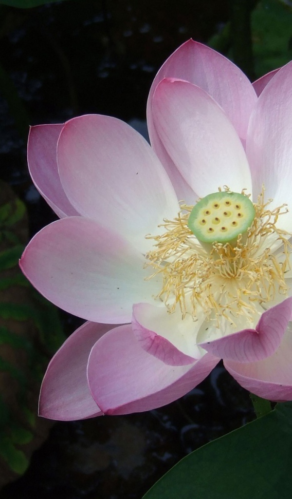 Розовая лилия на воде