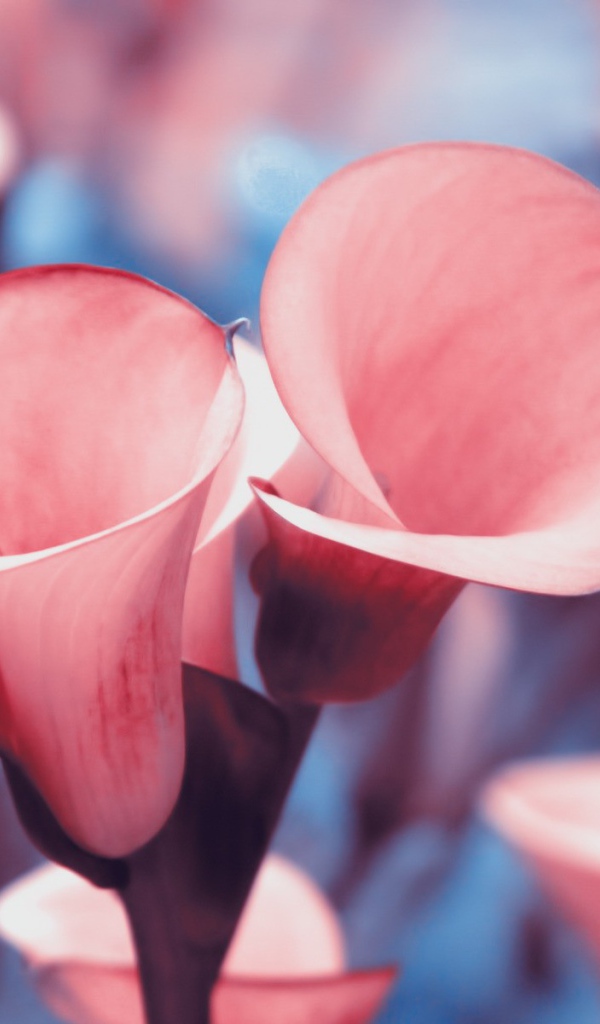 Розовые лилии с красной каймой