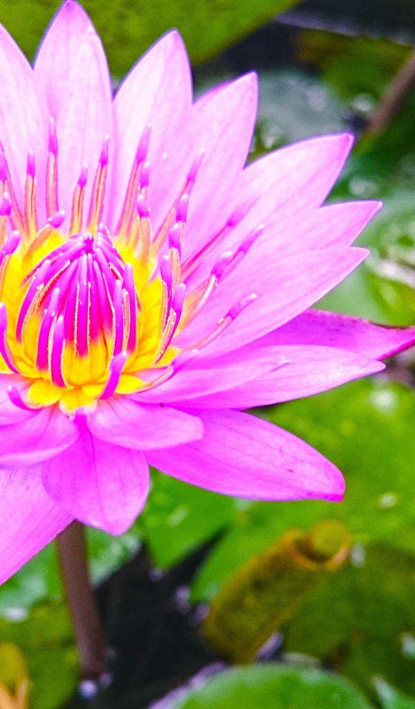 Розовый лотос на Шри-Ланке