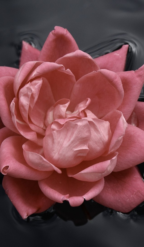 Розовая роза в воде