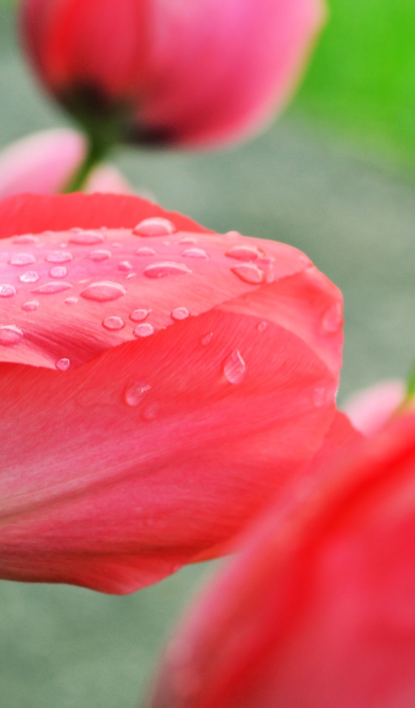 Розовый тюльпан после дождя