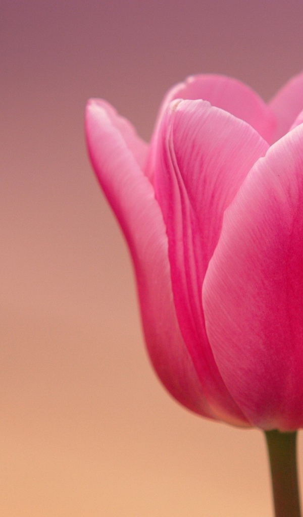 Розовый тюльпан на розовом фоне