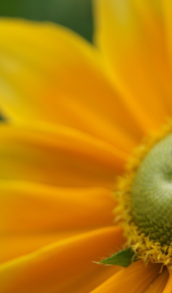 Пыльца внутри желтого цветка