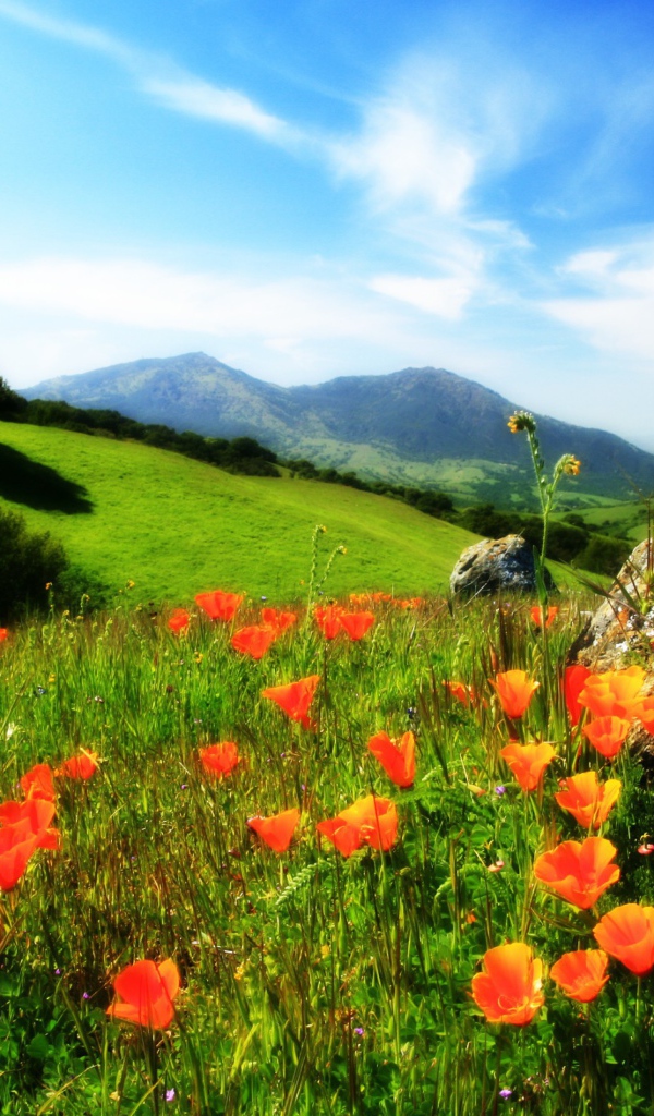 Маки у камня в горах