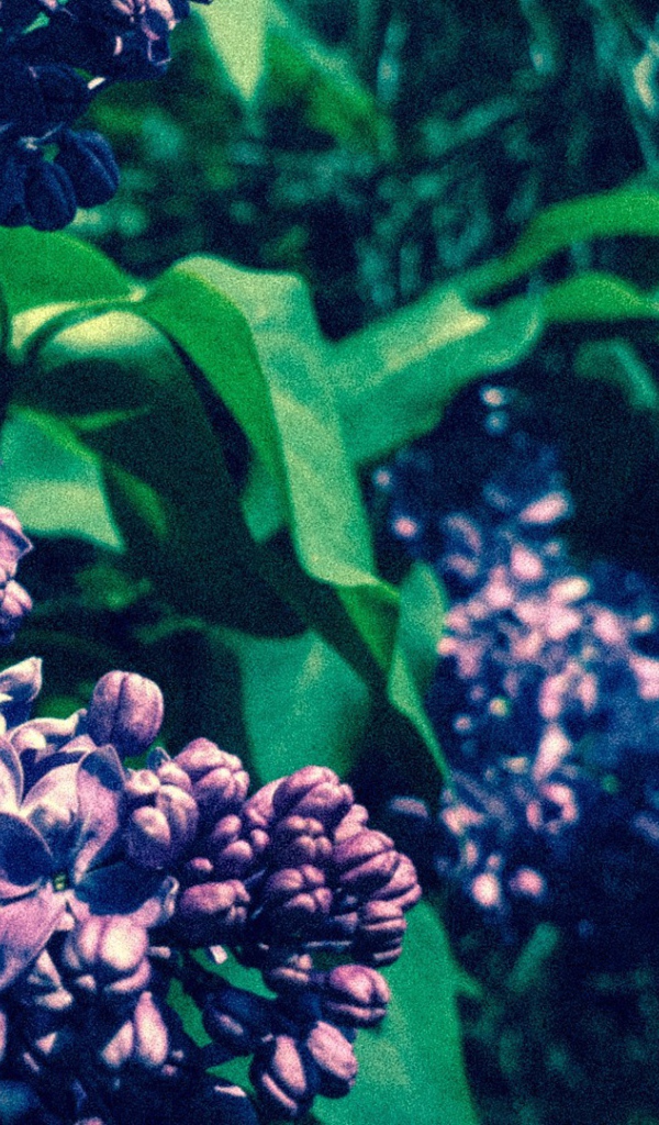 Сиреневые бутоны цветов сирени