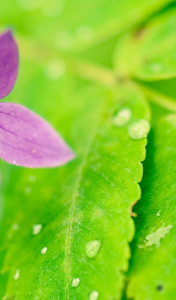 Фиолетовый цветок на мокрых листьях