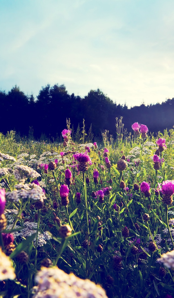 Фиолетовые цветы среди камней