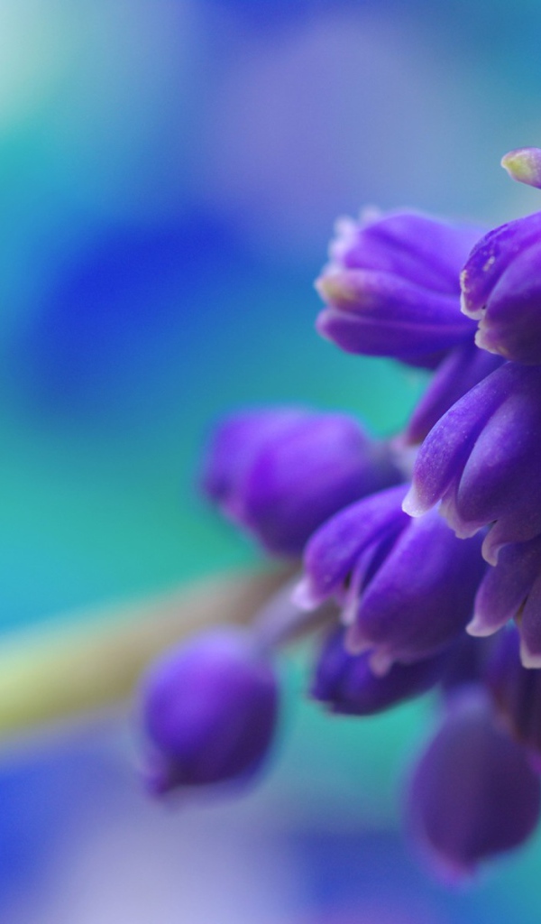 Фиолетовые цветы собраны в кисть