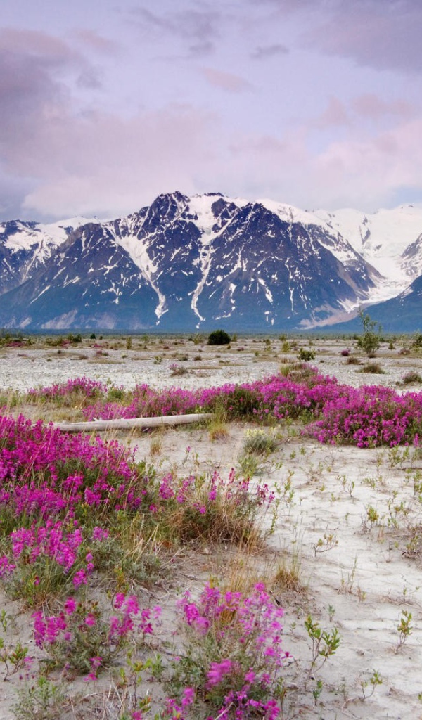 Сиреневые цветы на песке в горах