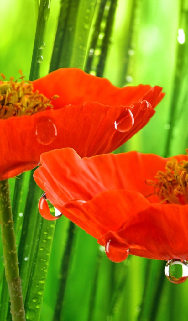 Красные маки под дождем