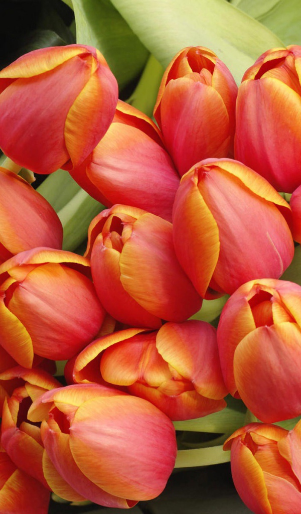 Красно желтые тюльпаны