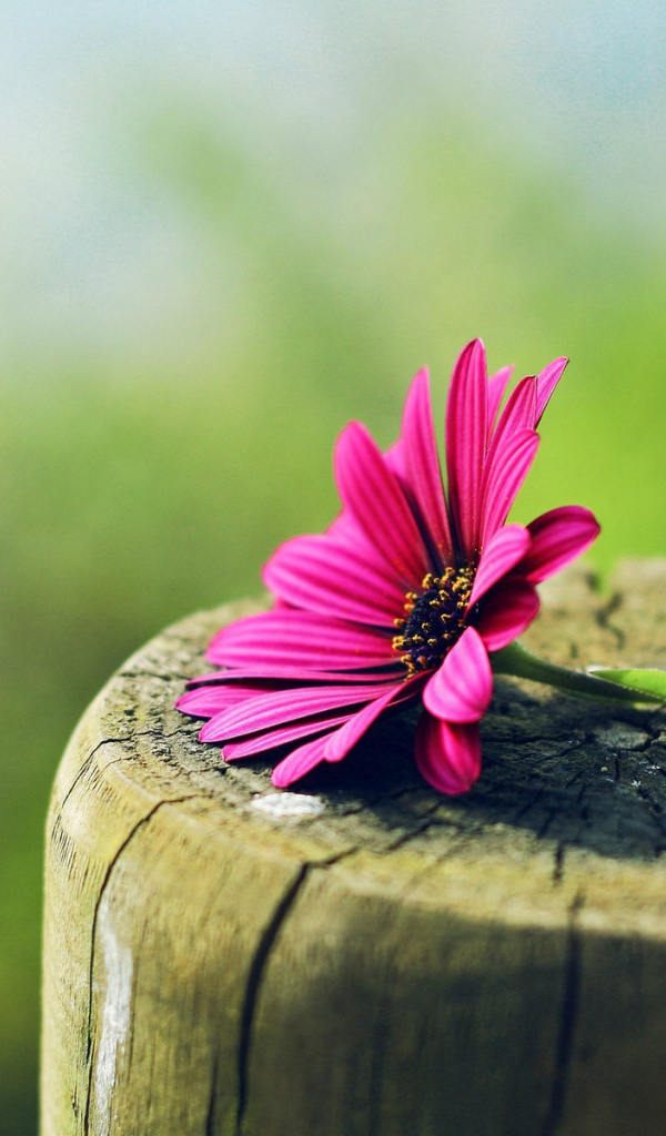 Красный цветок лежит на гладком пеньке