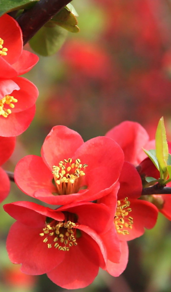 Красные цветы на дереве