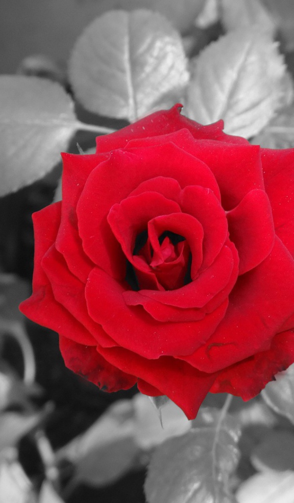 Красная роза на фоне серых листьев