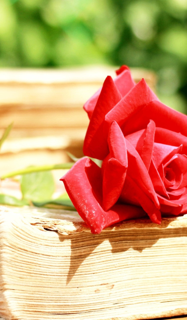 Алая роза на старой книге