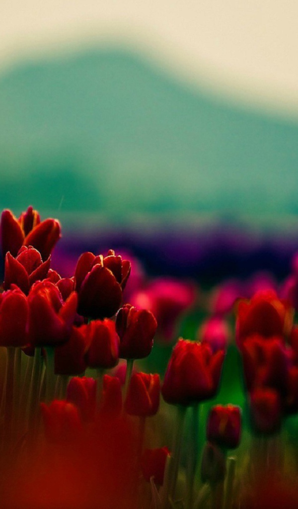 Красные тюльпаны на фоне горы