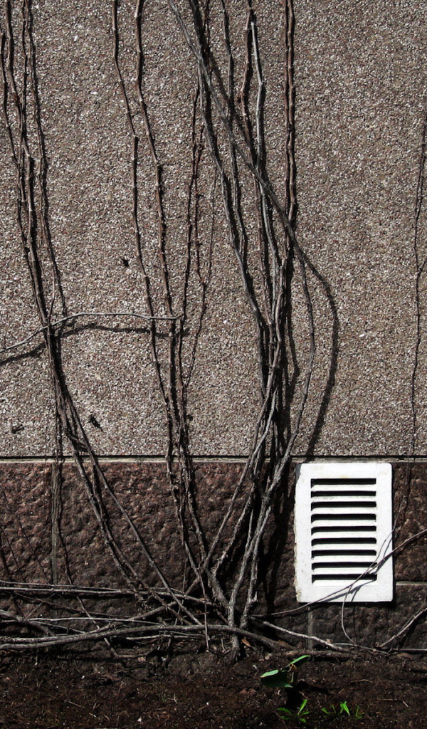 Весенний цветок тюльпан