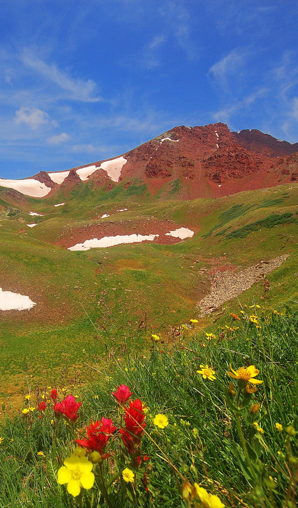 Весенние цветы в горах