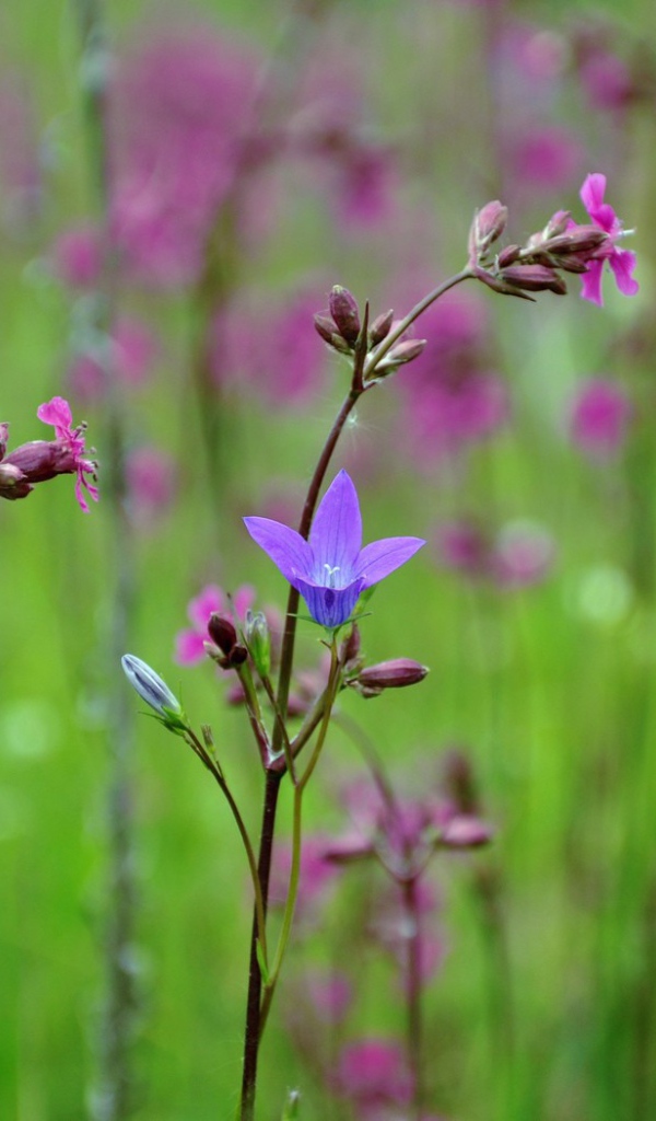 Весенние полевые цветы