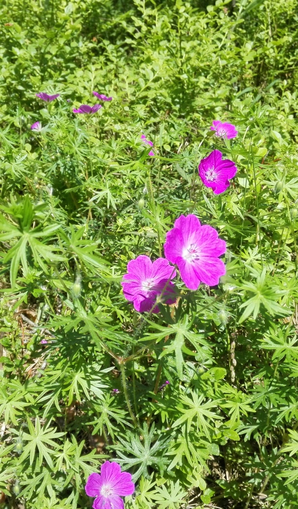 Летние цветы в зеленой траве