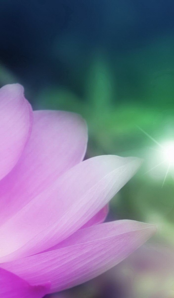 Сердцевина светло фиолетового цветка