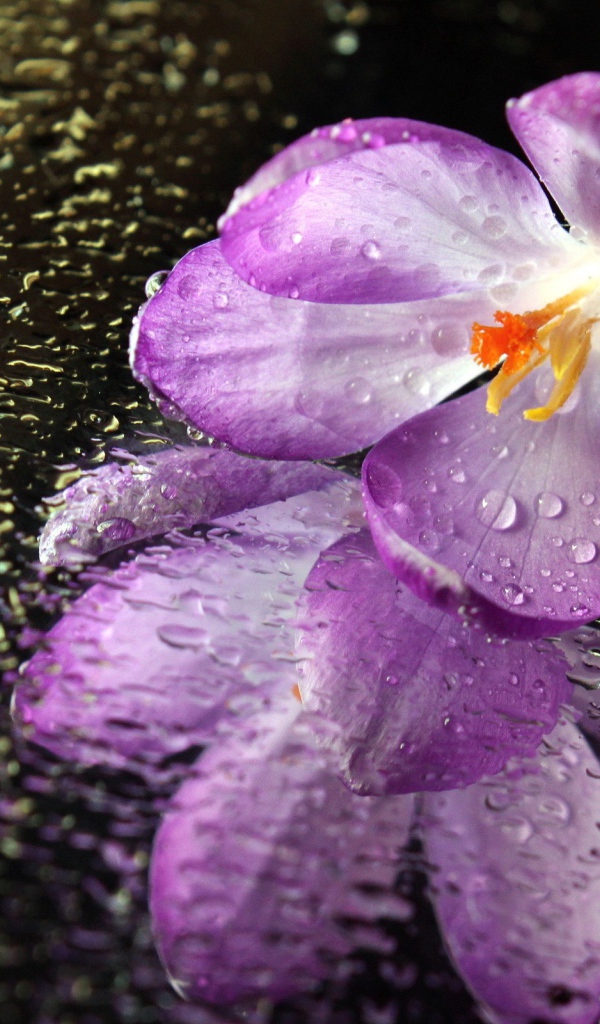 Цветок на мокром зеркале