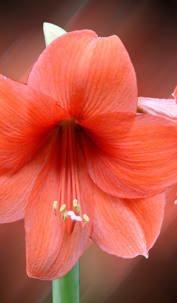 Три красных лилии