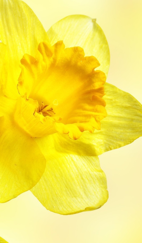 Три желтых цветка с прозрачными лепестками